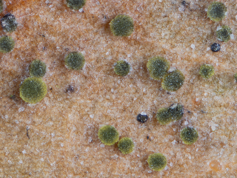 Trochila craterium
